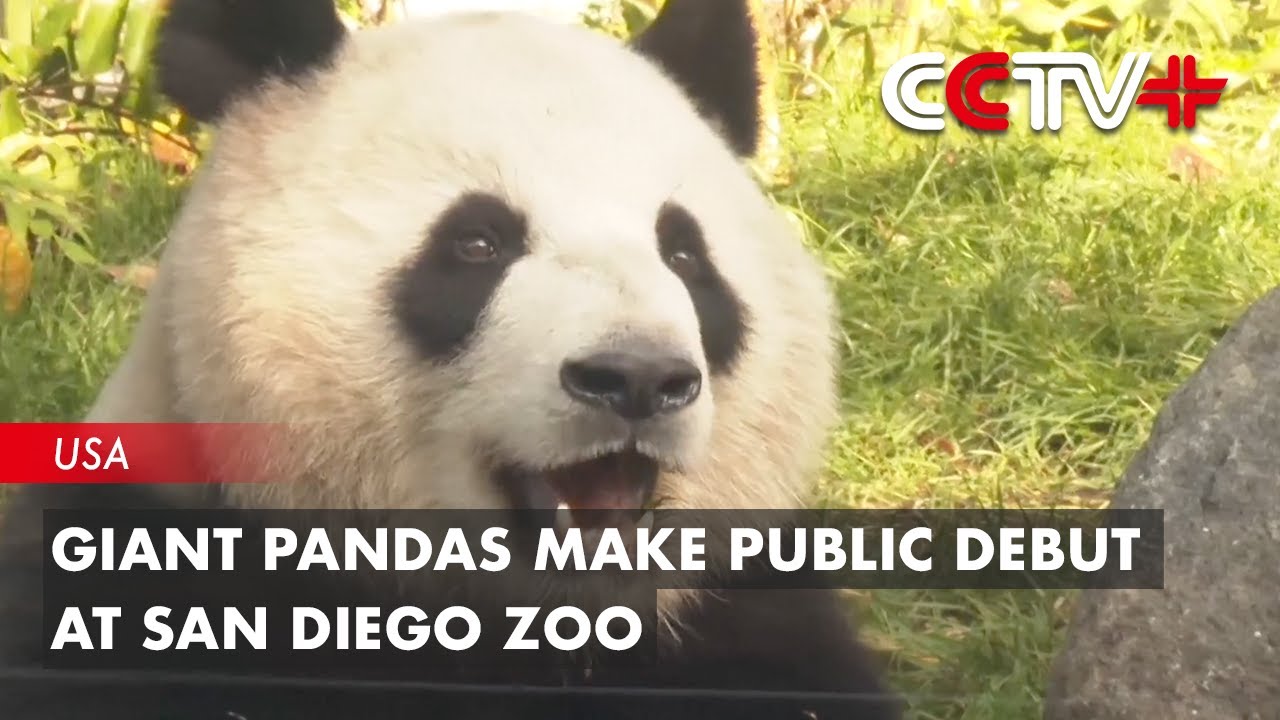 Giant pandas make public debut at san diego zoo mci
